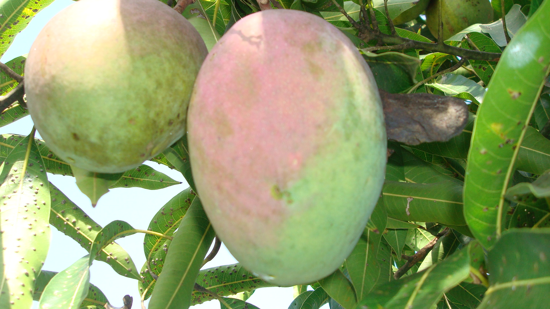 Tommy Atkins Tommy Atkins